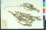 Acalypha gracilens