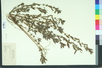 Acalypha gracilens