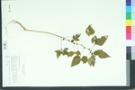 Acalypha rhomboidea