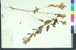 Acalypha virginica