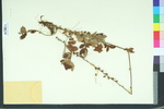 Agrimonia eupatoria