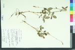 Agrimonia pubescens var. microcarpa
