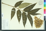 Ailanthus altissima
