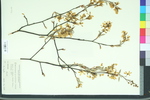 Amelanchier grandiflora