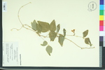 Amphicarpaea bracteata