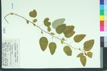 Andrachne cordifolia