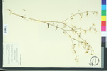 Apium leptophyllum