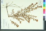 Ascyrum hypericoides