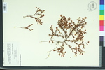 Ascyrum pumilum