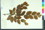 Betula jackii
