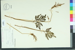 Botrychium dissectum var. tenuifolium
