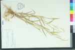 Brachiaria platyphylla