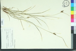 Carex dasycarpa