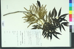 Carya aquatica