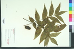 Carya illinoinensis