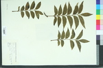 Carya illinoinensis