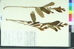 Castanea alnifolia