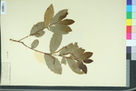Castanea alnifolia