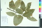 Castanea mollissima