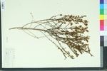 Ceanothus microphyllus