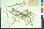 Chamaesyce mesembrianthemifolia