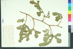 Citrullus vulgaris