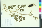 Citrullus vulgaris