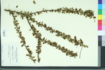 Cotoneaster divaricatus