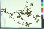 Cotoneaster multiflora