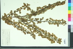 Cotoneaster multiflora var. calicarpa