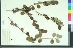 Cotoneaster racemiflora var. soongorica