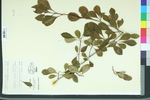Crataegus berberifolia
