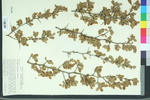 Crataegus uniflora
