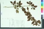 Crataegus viridis