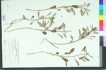 Croton argyranthemus