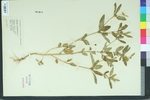 Croton glandulosus