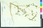 Croton glandulosus