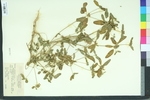Croton glandulosus var. septentrionalis