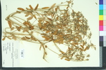 Croton glandulosus var. septentrionalis