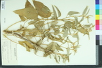 Croton lindheimeri