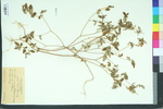 Croton monanthogynus