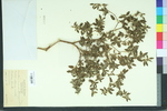 Croton monanthogynus