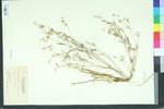 Crotonopsis elliptica