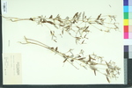 Crotonopsis elliptica