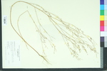 Crotonopsis linearis