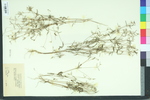 Crotonopsis linearis