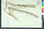Dulichium arundinaceum