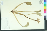 Eichornia crassipes