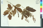 Elliottia racemosa