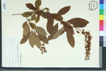 Elliottia racemosa